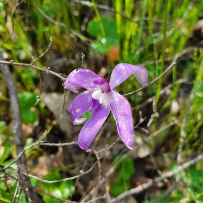 Glossodia major (Wax Lip Orchid) at Block 402 - 9 Oct 2020 by nic.jario