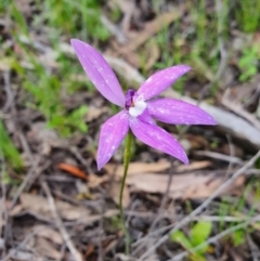 Glossodia major (Wax Lip Orchid) at Denman Prospect 2 Estate Deferred Area (Block 12) - 9 Oct 2020 by nic.jario