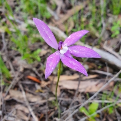 Glossodia major (Wax Lip Orchid) at Denman Prospect 2 Estate Deferred Area (Block 12) - 9 Oct 2020 by nic.jario