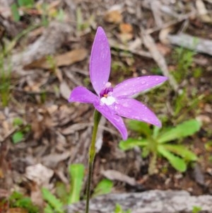 Glossodia major at Denman Prospect, ACT - suppressed