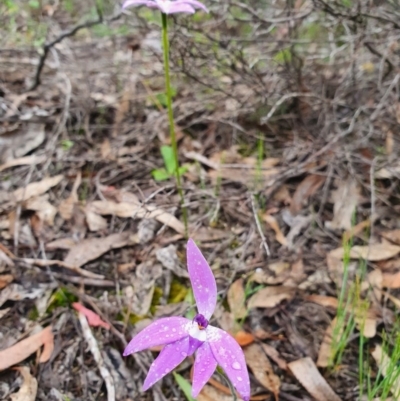 Glossodia major (Wax Lip Orchid) at Denman Prospect 2 Estate Deferred Area (Block 12) - 9 Oct 2020 by nic.jario