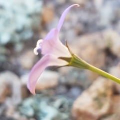 Wahlenbergia sp. at Holt, ACT - 18 Oct 2020