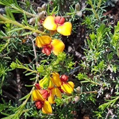 Dillwynia sericea (Egg And Bacon Peas) at Holt, ACT - 18 Oct 2020 by tpreston