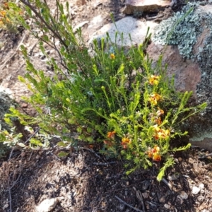 Dillwynia sericea at Holt, ACT - 18 Oct 2020