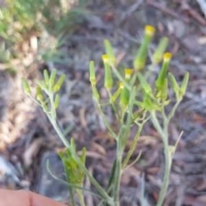 Senecio quadridentatus at Holt, ACT - 18 Oct 2020