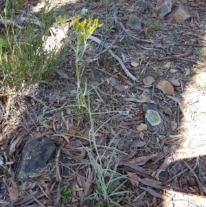 Senecio quadridentatus at Holt, ACT - 18 Oct 2020