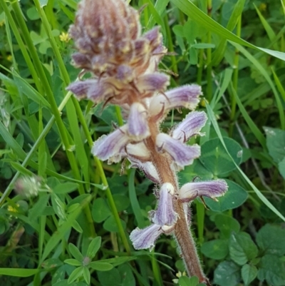 Orobanche minor (Broomrape) at Holt, ACT - 18 Oct 2020 by tpreston