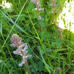 Orobanche minor at Holt, ACT - 18 Oct 2020 04:00 PM