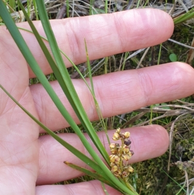 Lomandra filiformis (Wattle Mat-rush) at Albury, NSW - 18 Oct 2020 by ClaireSee