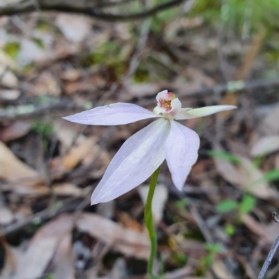 Caladenia carnea (Pink Fingers) at Block 402 - 9 Oct 2020 by nic.jario