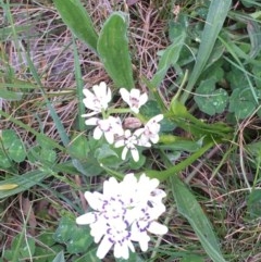 Wurmbea dioica subsp. dioica (Early Nancy) at Mulanggari Grasslands - 18 Oct 2020 by OllieCal