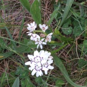 Wurmbea dioica subsp. dioica at Franklin, ACT - 18 Oct 2020