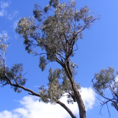 Eucalyptus bridgesiana (Apple Box) at Curtin, ACT - 18 Oct 2020 by MichaelMulvaney