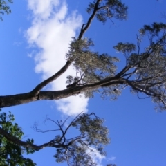 Eucalyptus bridgesiana at Curtin, ACT - 18 Oct 2020