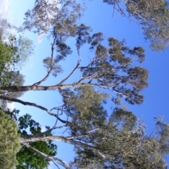 Eucalyptus bridgesiana at Curtin, ACT - 18 Oct 2020