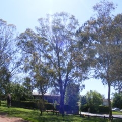 Eucalyptus melliodora (Yellow Box) at Curtin, ACT - 18 Oct 2020 by MichaelMulvaney