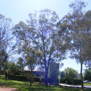 Eucalyptus melliodora at Curtin, ACT - 18 Oct 2020