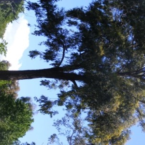 Eucalyptus sideroxylon at Curtin, ACT - 18 Oct 2020