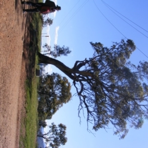 Eucalyptus blakelyi at Curtin, ACT - 18 Oct 2020 04:44 PM