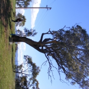 Eucalyptus blakelyi at Curtin, ACT - 18 Oct 2020 04:44 PM