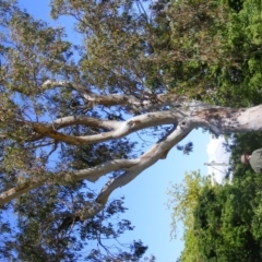 Eucalyptus blakelyi (Blakely's Red Gum) at Curtin, ACT - 18 Oct 2020 by MichaelMulvaney