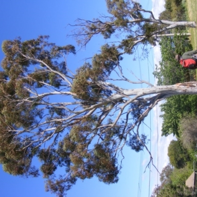 Eucalyptus mannifera (Brittle Gum) at Curtin, ACT - 18 Oct 2020 by MichaelMulvaney