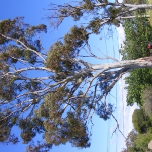 Eucalyptus mannifera at Curtin, ACT - 18 Oct 2020