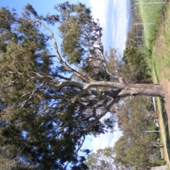 Eucalyptus blakelyi at Curtin, ACT - 18 Oct 2020