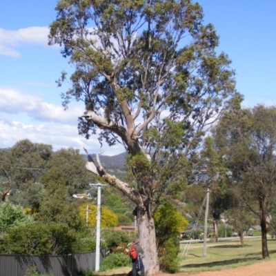 Eucalyptus blakelyi (Blakely's Red Gum) at Curtin, ACT - 18 Oct 2020 by MichaelMulvaney