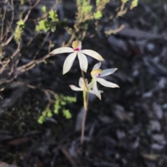 Caladenia cucullata (Lemon Caps) at Aranda, ACT - 18 Oct 2020 by MattFox