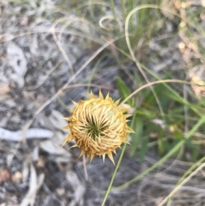 Coronidium oxylepis subsp. lanatum at Aranda, ACT - 18 Oct 2020