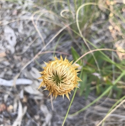 Coronidium oxylepis subsp. lanatum (Woolly Pointed Everlasting) at Aranda, ACT - 18 Oct 2020 by MattFox