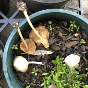 Bolbitiaceae at Hughes, ACT - 17 Oct 2020