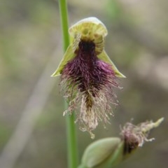 Calochilus platychilus (Purple Beard Orchid) at Molonglo Valley, ACT - 17 Oct 2020 by ClubFED