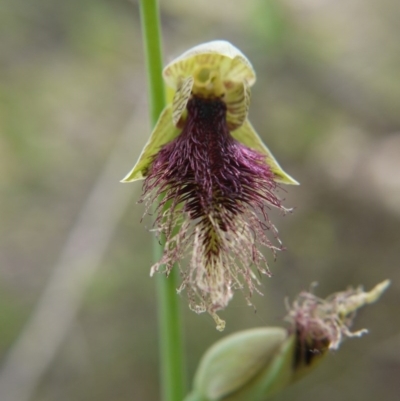 Calochilus platychilus (Purple Beard Orchid) at Point 5204 - 17 Oct 2020 by ClubFED