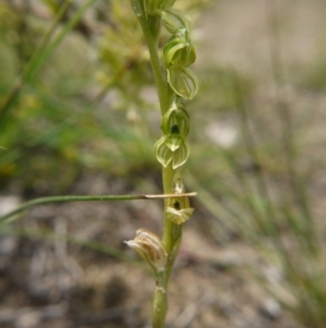 Hymenochilus bicolor (ACT) = Pterostylis bicolor (NSW) at Watson, ACT - suppressed