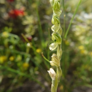 Hymenochilus bicolor (ACT) = Pterostylis bicolor (NSW) at Watson, ACT - suppressed