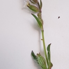 Silene gallica var. gallica (French Catchfly) at Griffith, ACT - 18 Oct 2020 by SRoss