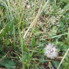 Aira elegantissima (Delicate Hairgrass) at Bass Gardens Park, Griffith - 18 Oct 2020 by SRoss