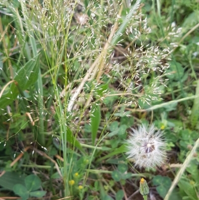 Aira elegantissima (Delicate Hairgrass) at Bass Gardens Park, Griffith - 18 Oct 2020 by SRoss