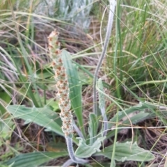 Plantago varia (Native Plaintain) at Griffith, ACT - 18 Oct 2020 by SRoss