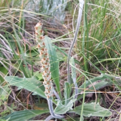 Plantago varia (Native Plaintain) at Bass Gardens Park, Griffith - 18 Oct 2020 by SRoss
