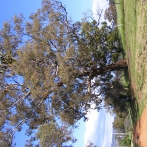 Eucalyptus melliodora at Curtin, ACT - 18 Oct 2020 05:16 PM