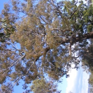 Eucalyptus melliodora at Curtin, ACT - 18 Oct 2020 05:16 PM