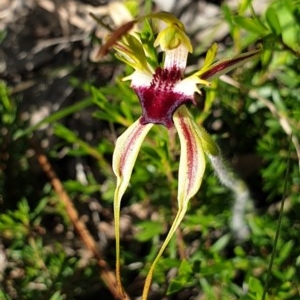 Caladenia parva at Paddys River, ACT - suppressed