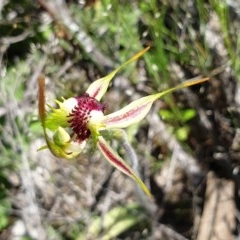 Caladenia parva at Paddys River, ACT - suppressed