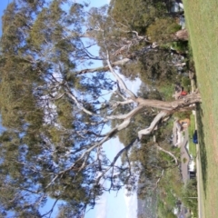 Eucalyptus melliodora at Curtin, ACT - 18 Oct 2020