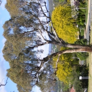 Eucalyptus melliodora at Curtin, ACT - 18 Oct 2020