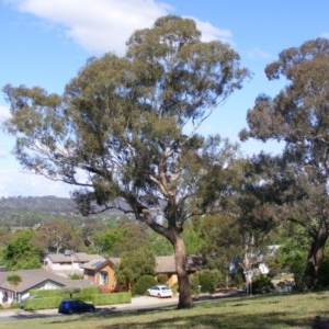 Eucalyptus melliodora at Curtin, ACT - suppressed