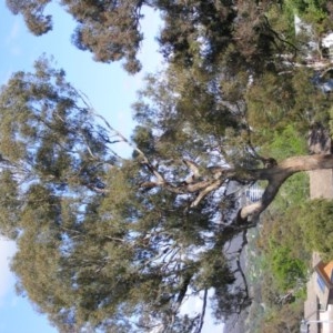 Eucalyptus melliodora at Curtin, ACT - 18 Oct 2020